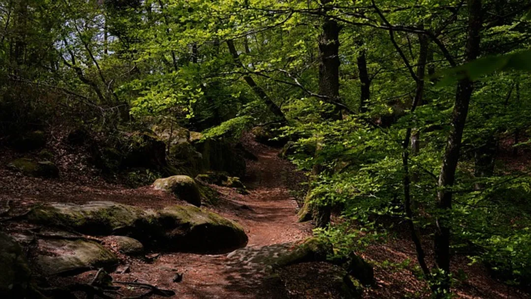 (Fôret de) Fontainebleau