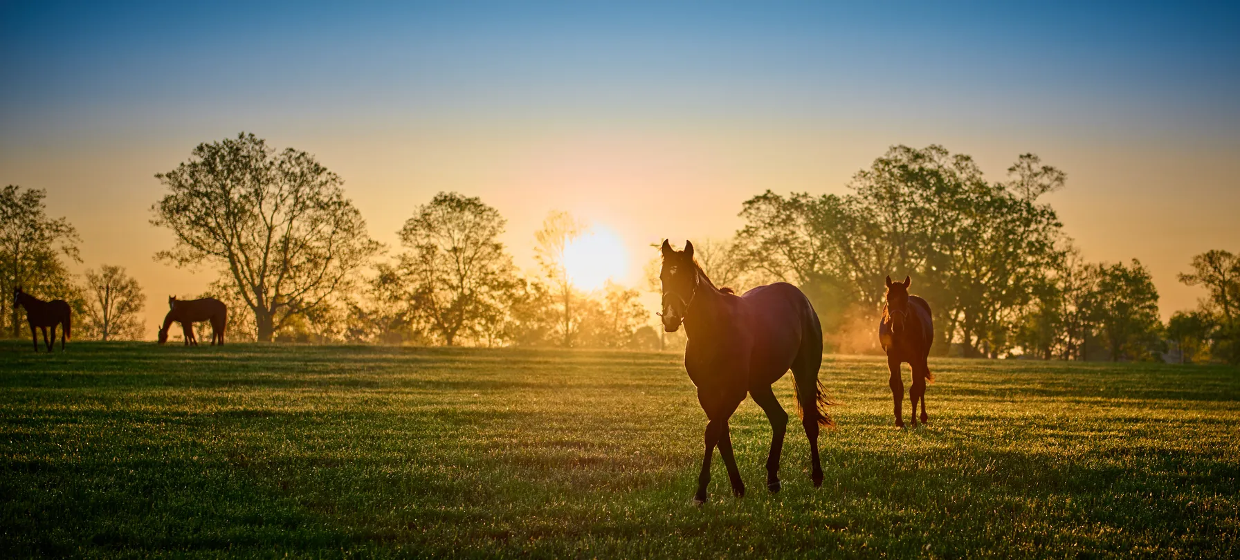Lexington