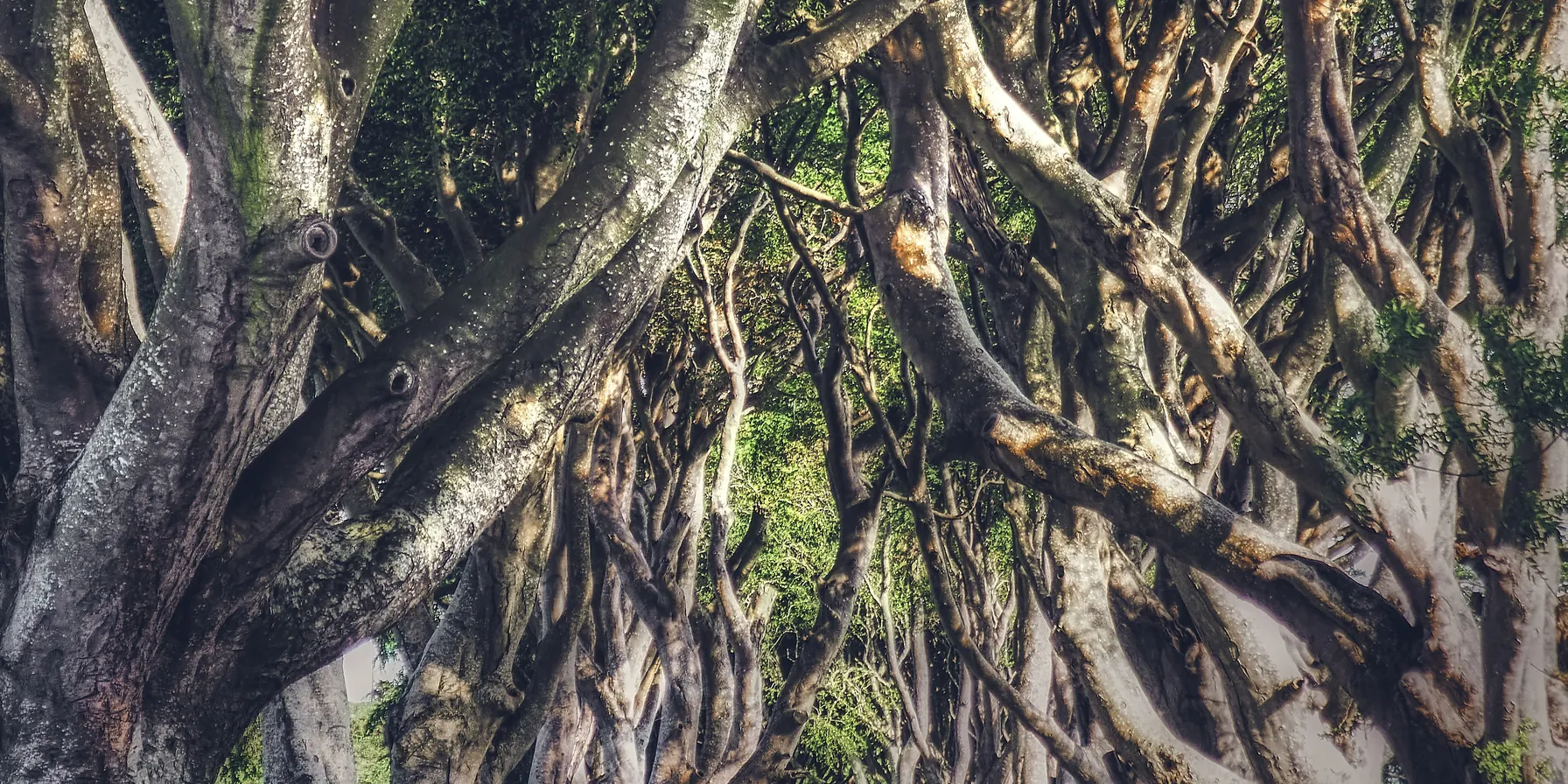 Dark Hedges