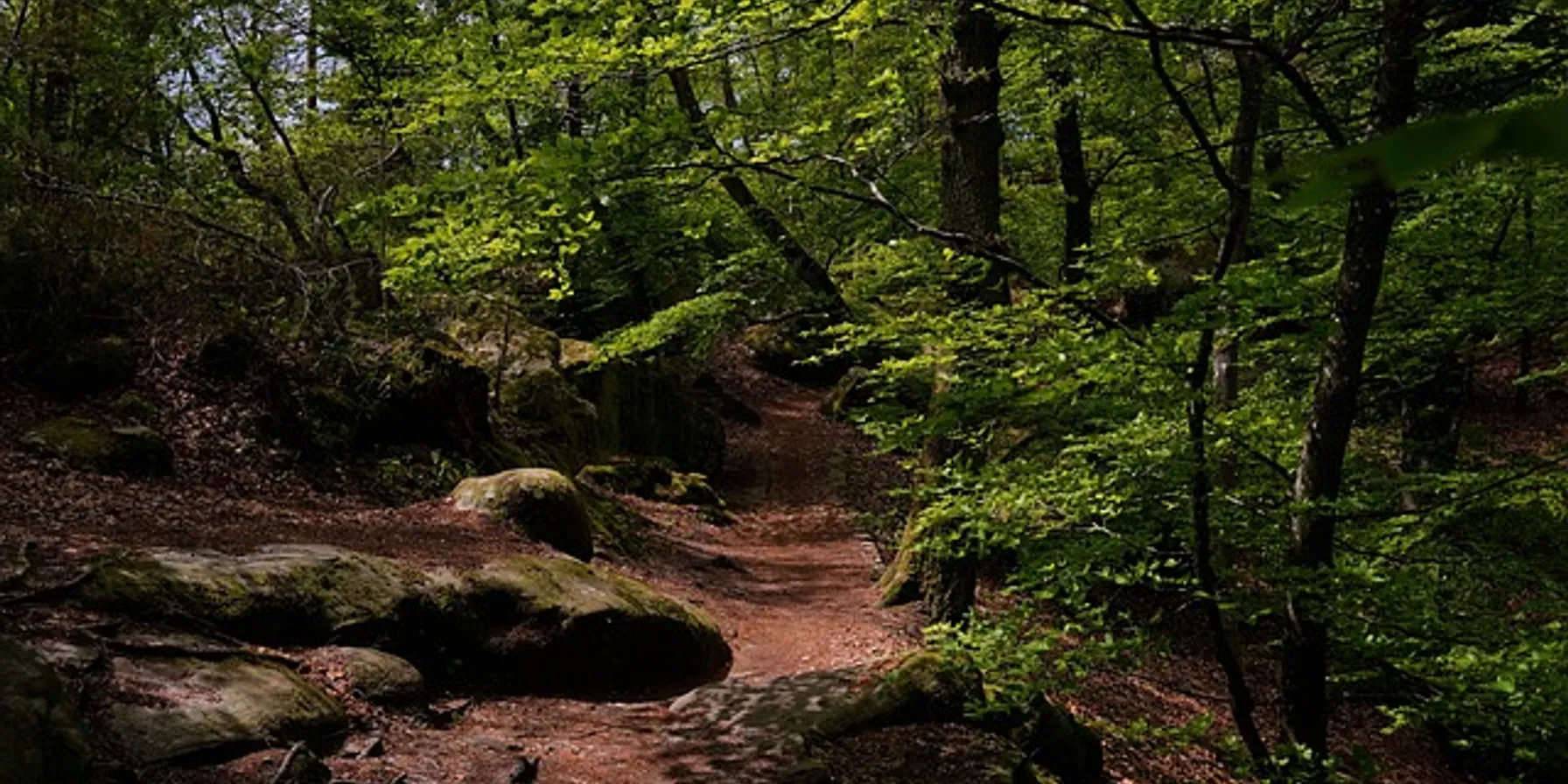 (Fôret de) Fontainebleau