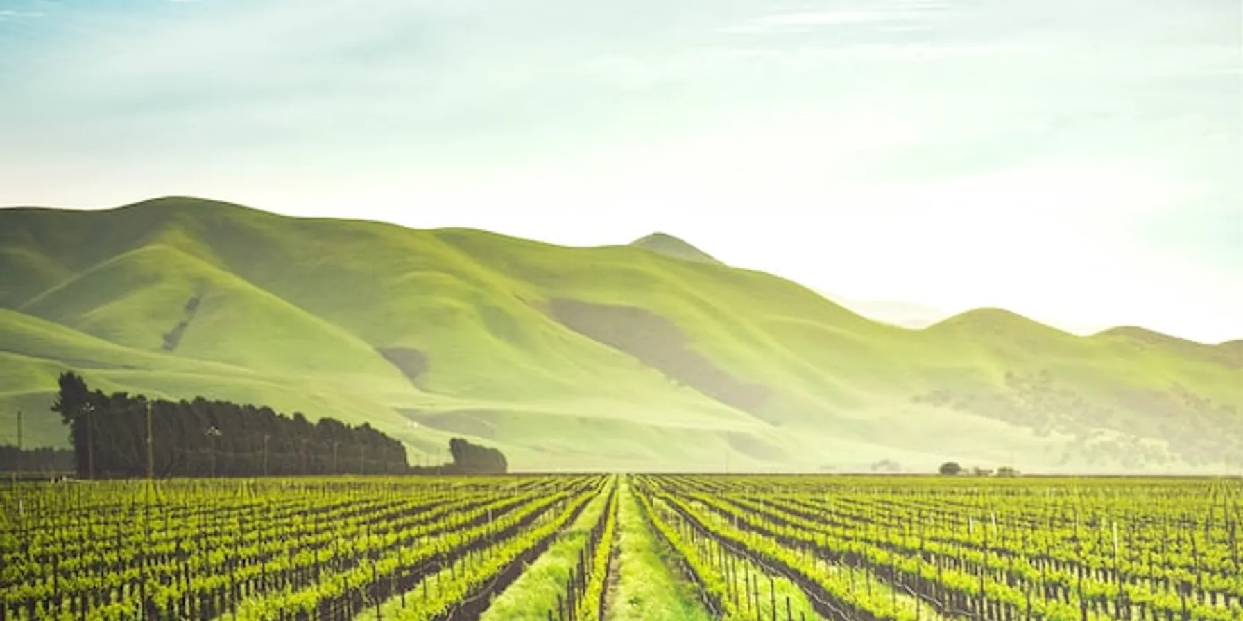 Route des vins d'Alsace