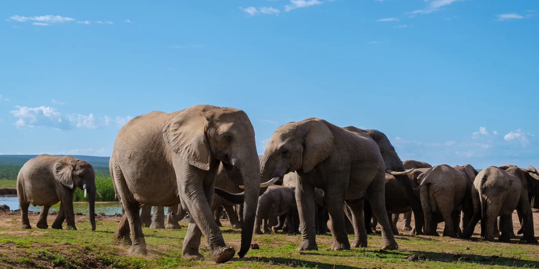 Addo Elephant National Park