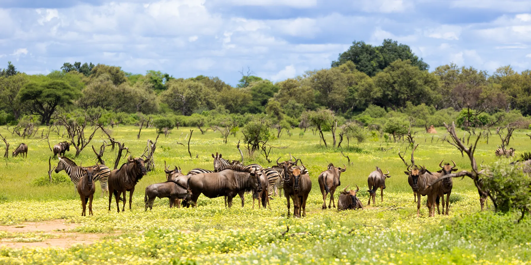 Mapungubwe National Park