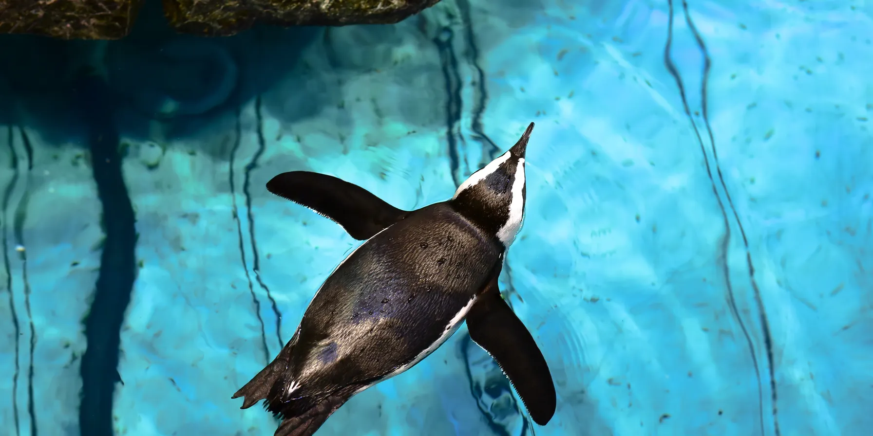 The New England Aquarium