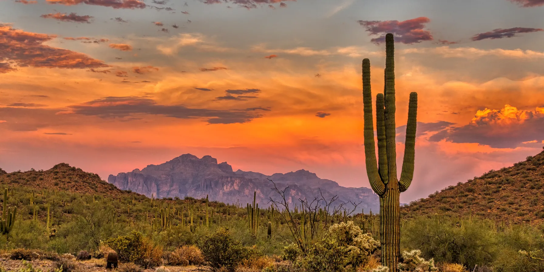 Parc National de Saguaro