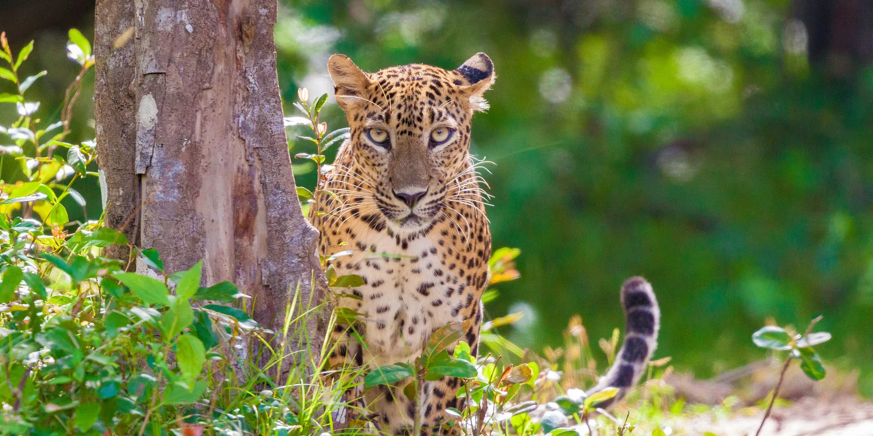 Wilpattu National Park