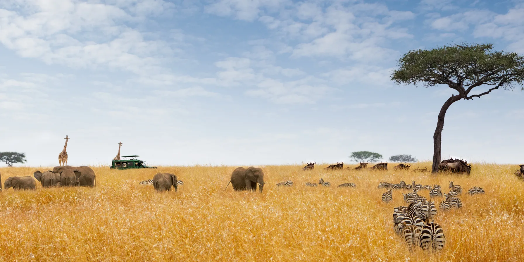 Safari