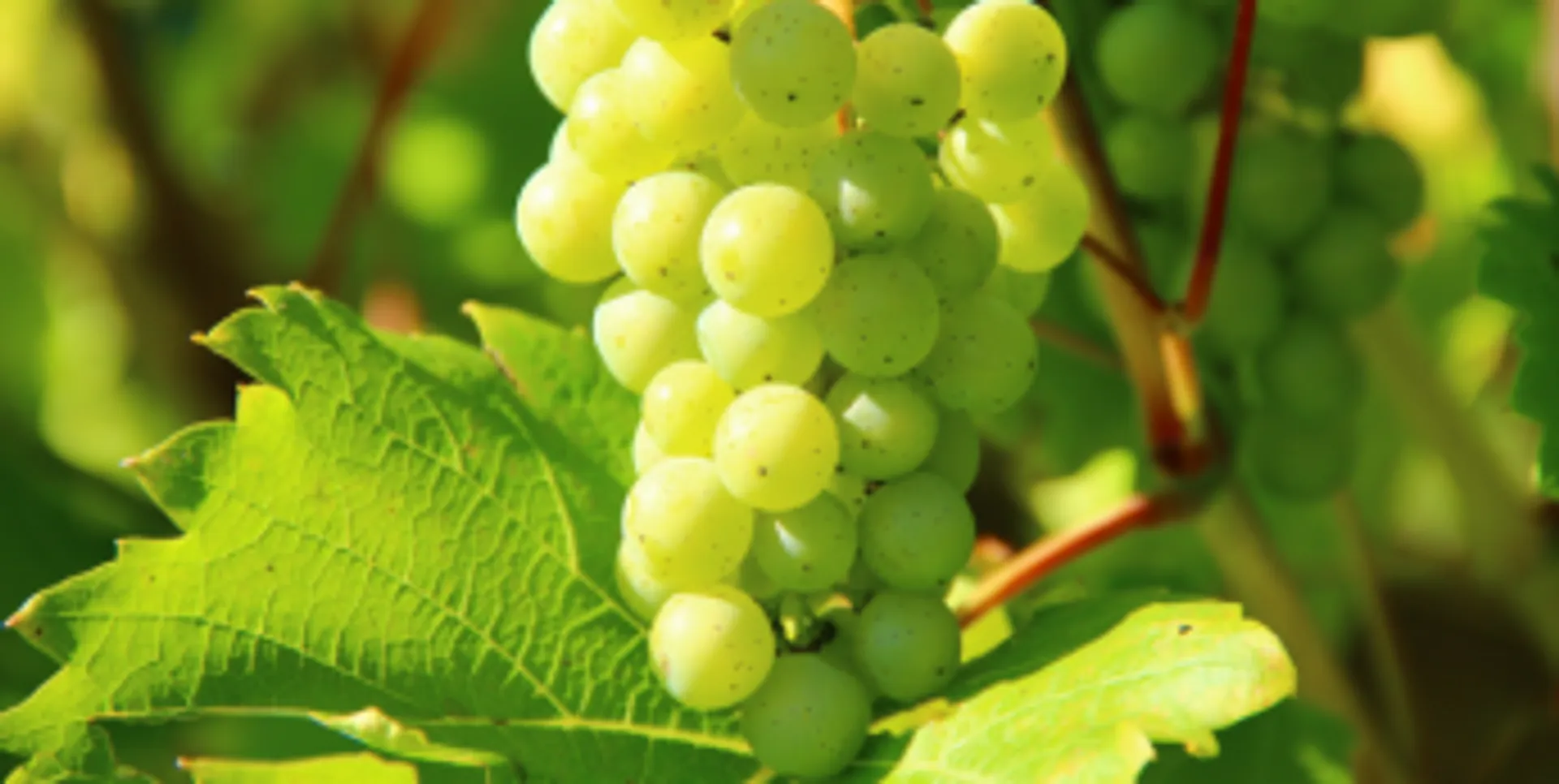 Chablis