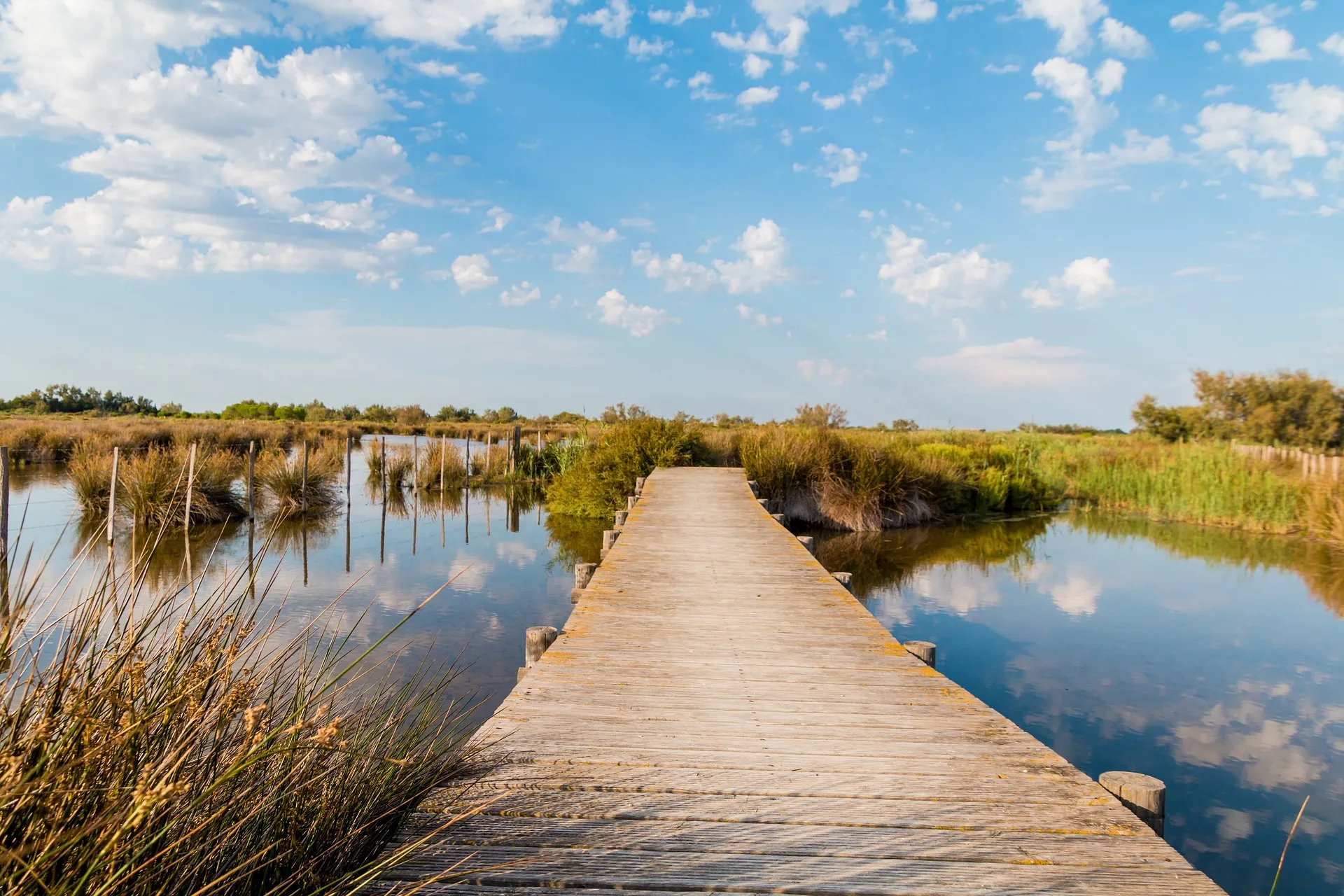 Camargue