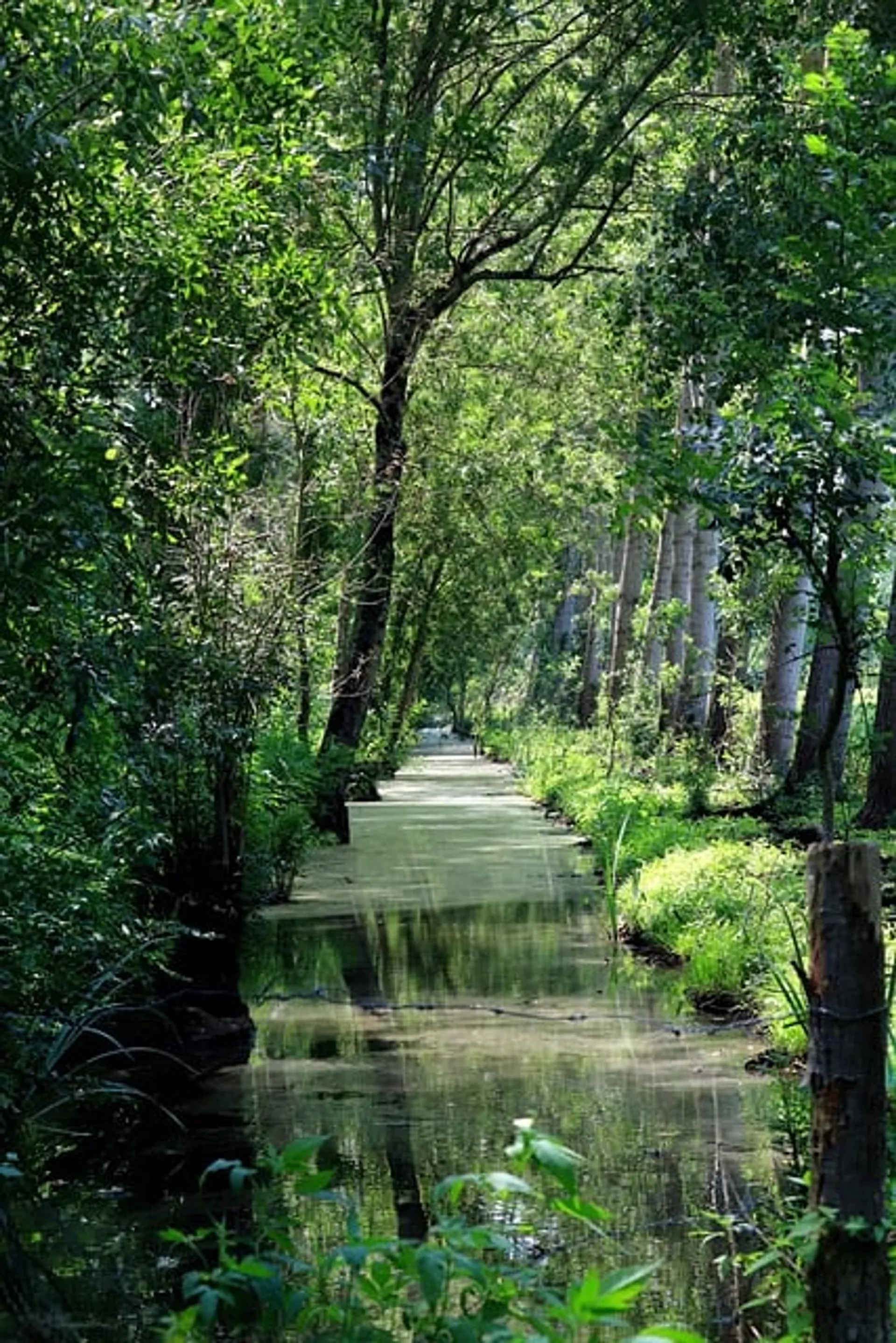 Marais poitevins