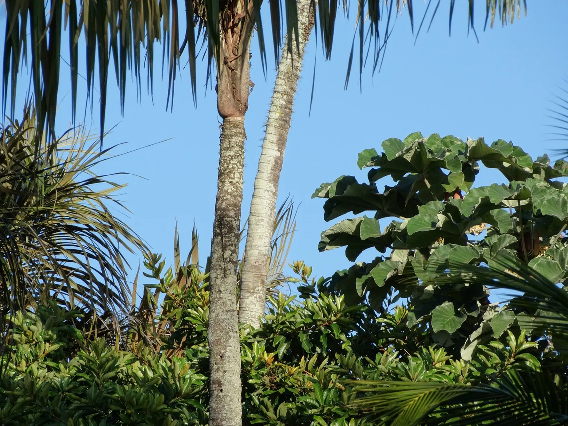 French Guiana