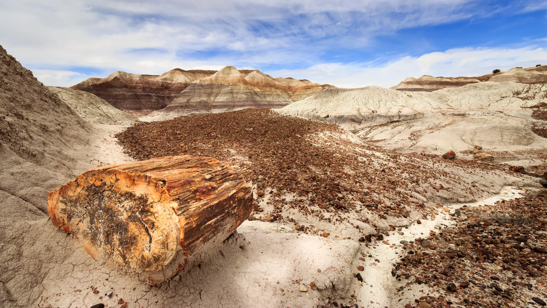 Petrified Forest National Park