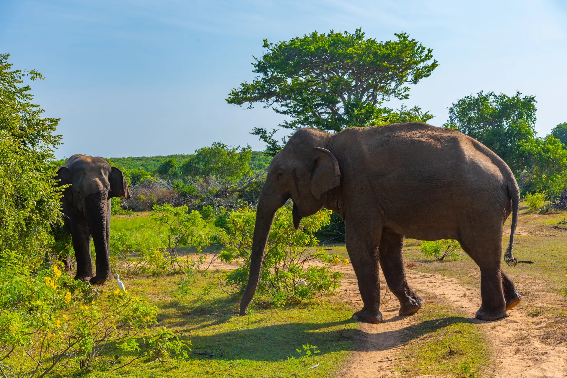 Parc national de Yala