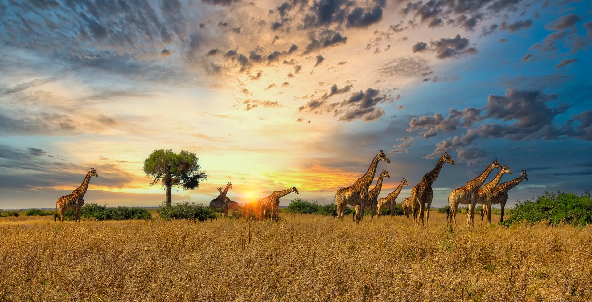 Africa