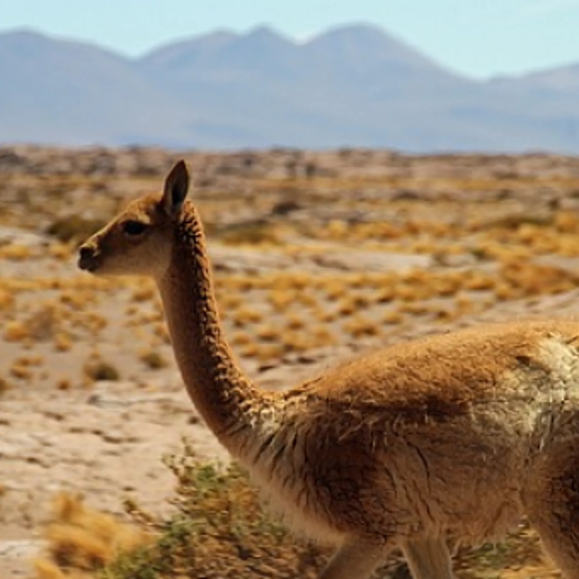 De la ville au désert - Santiago à Atacama