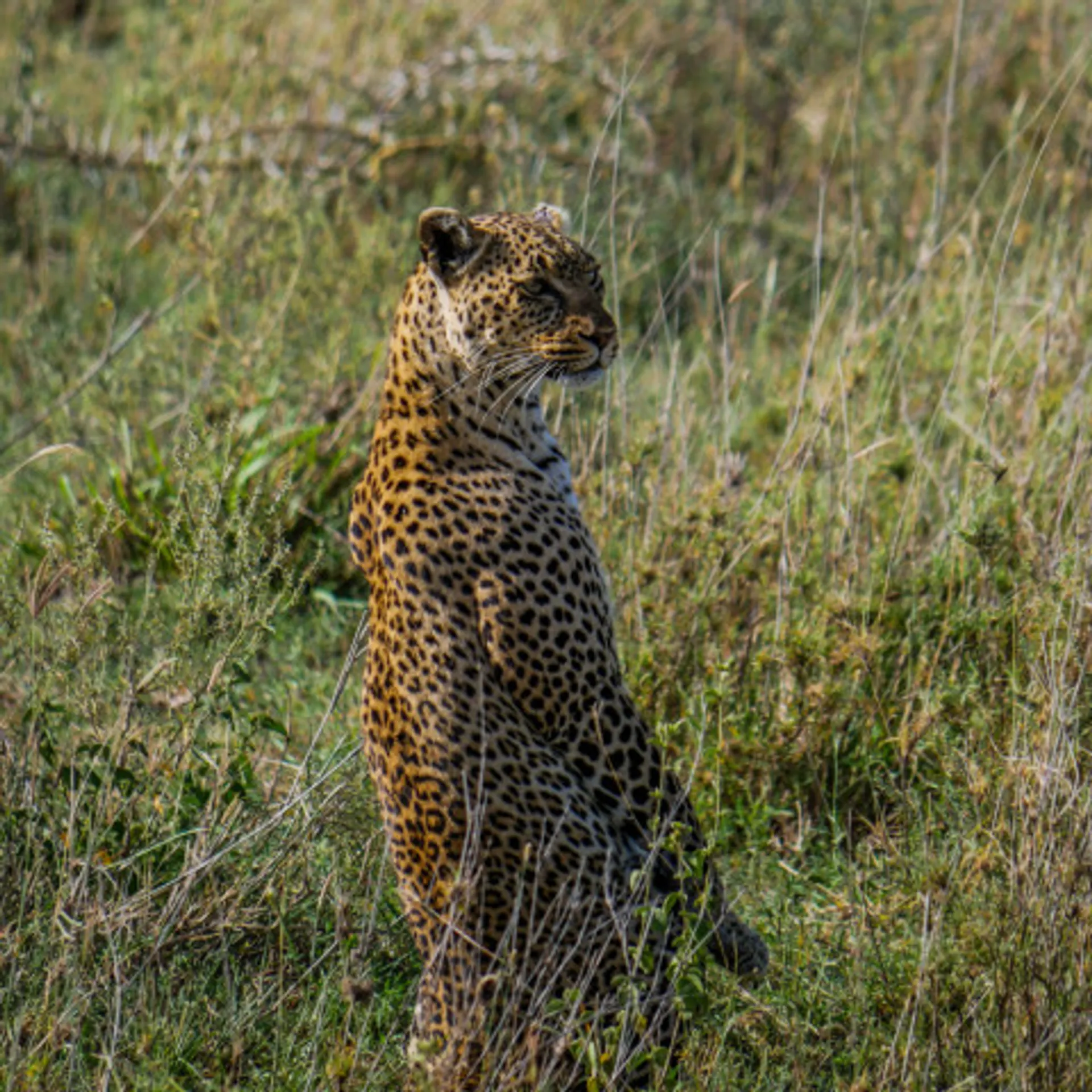 Découverte de la Tanzanie avec un magnifique Safari