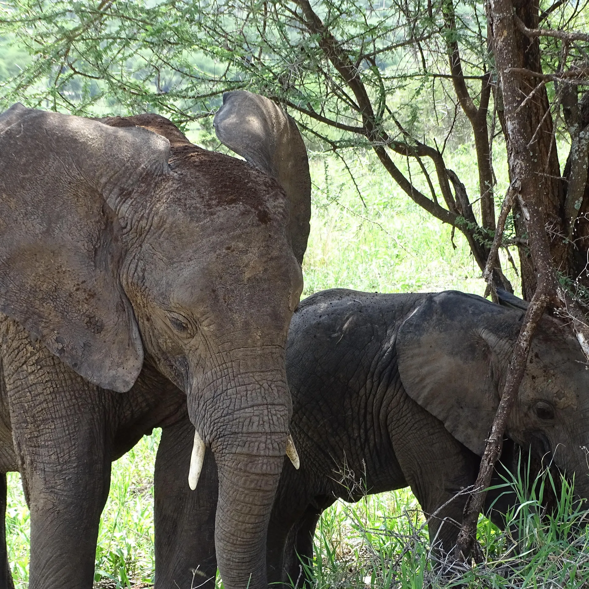 Tanzanie & Zanzibar en Famille