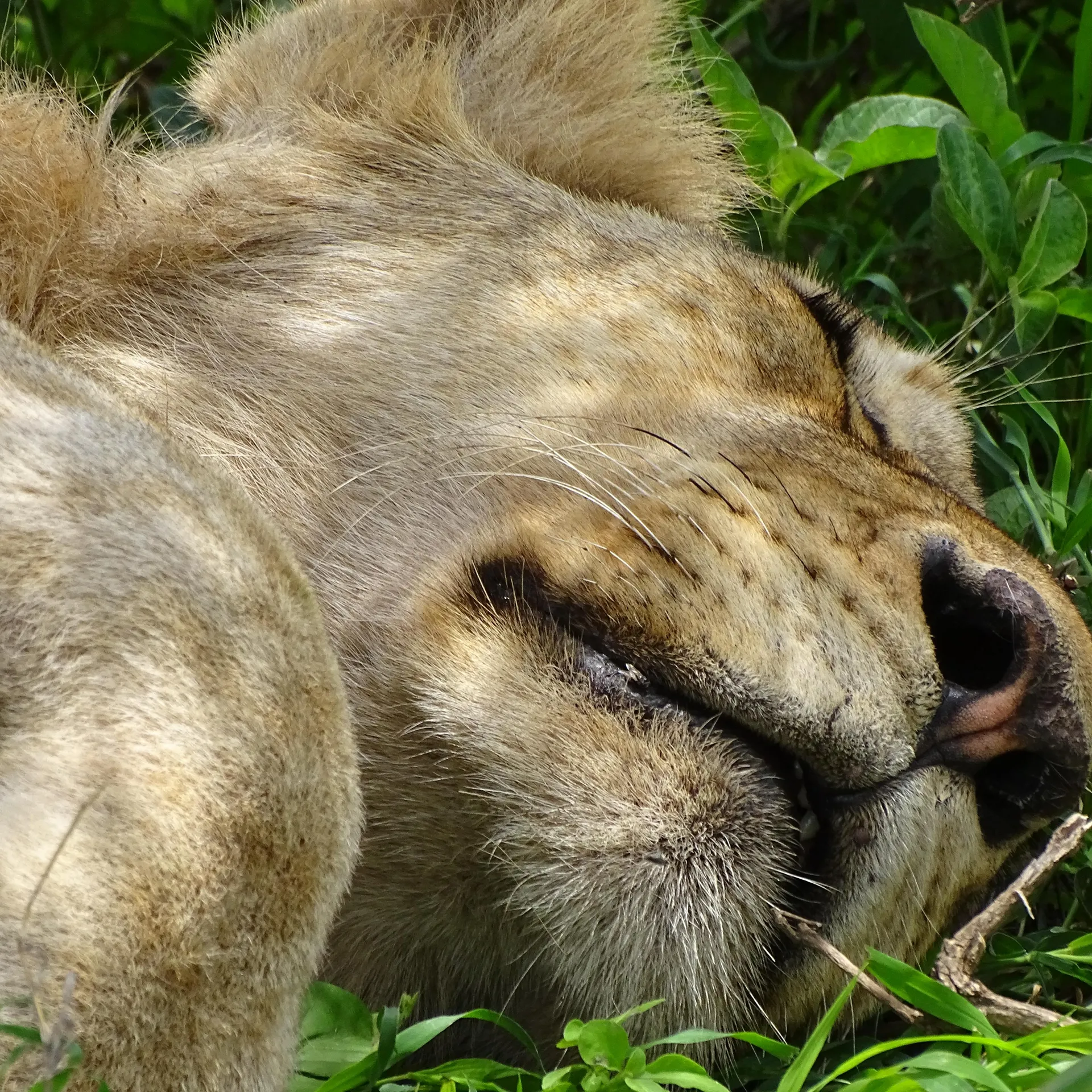 Safaris Parcs du Nord & Zanzibar