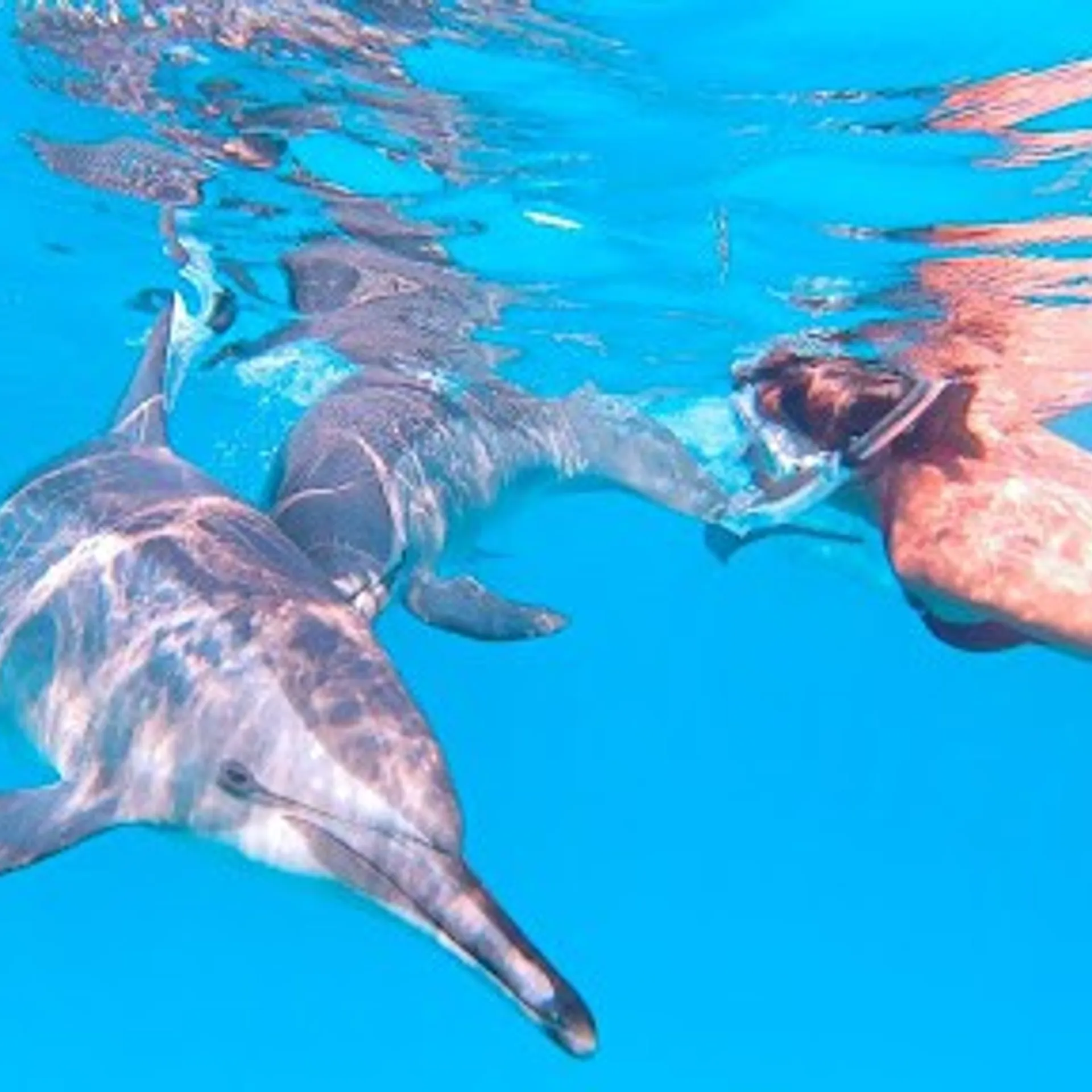Aventure écoparticipative à la rencontre des dauphins