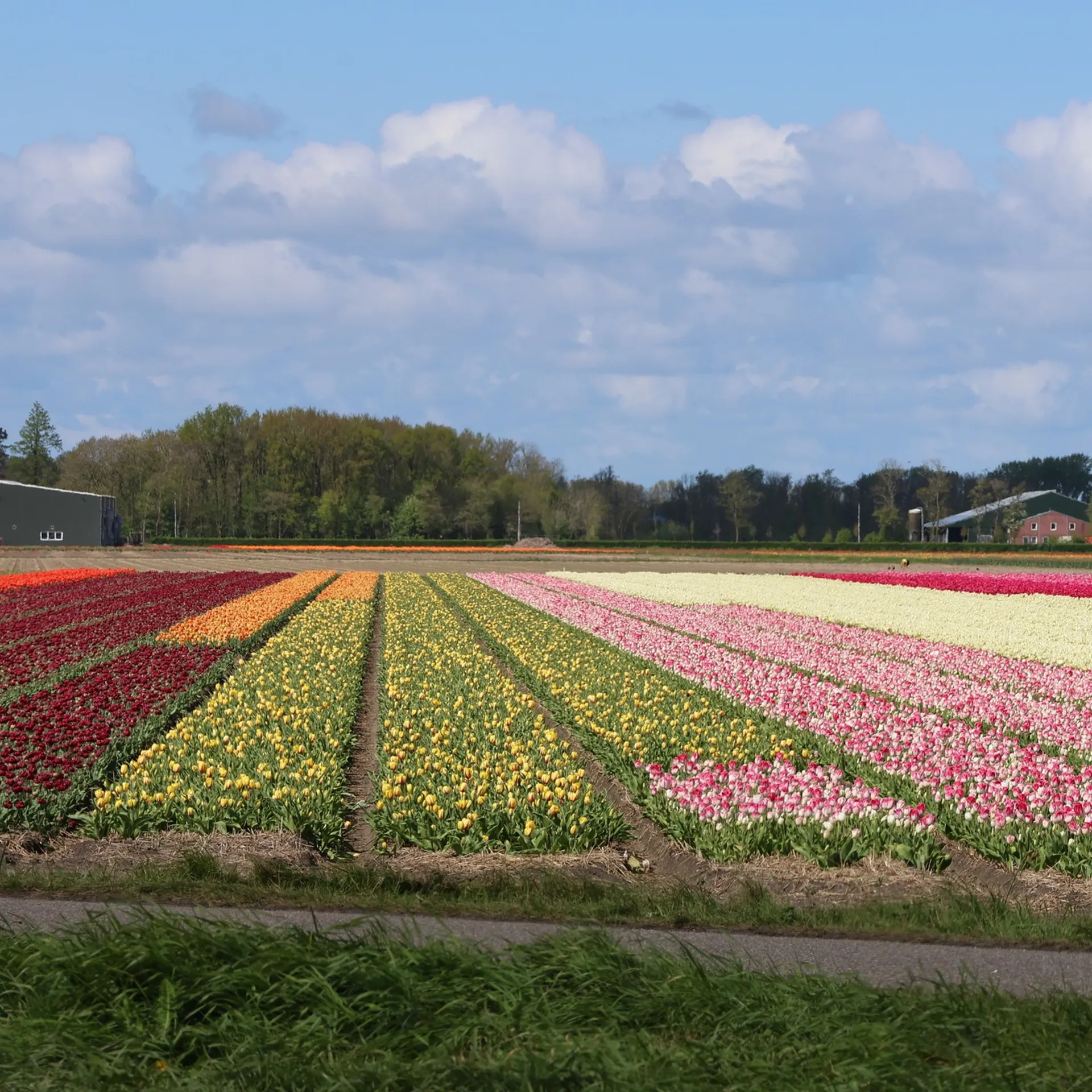 Road trip aux Pays-Bas au printemps