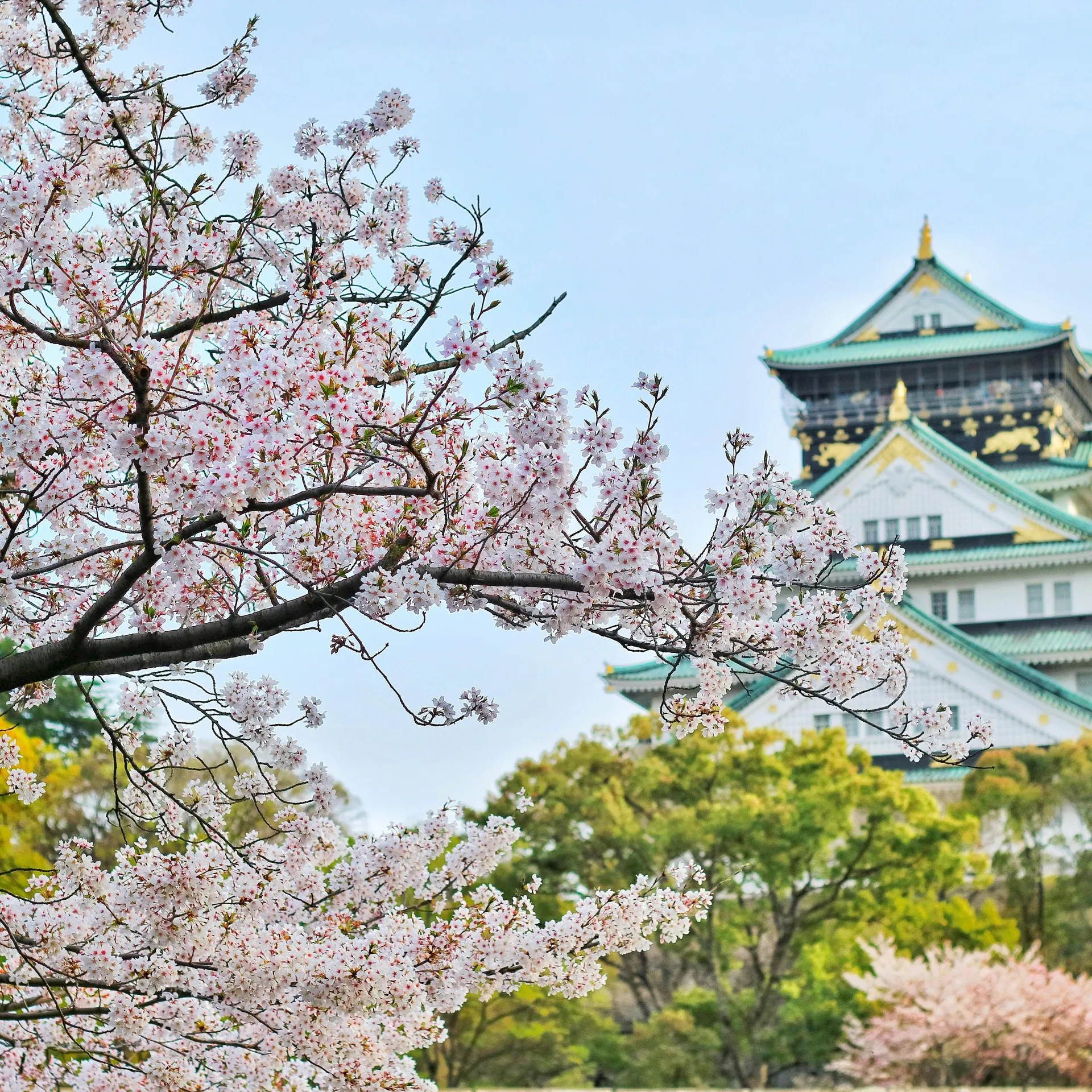 Japon, Cerisiers en fleurs & Culture sur trois semaines
