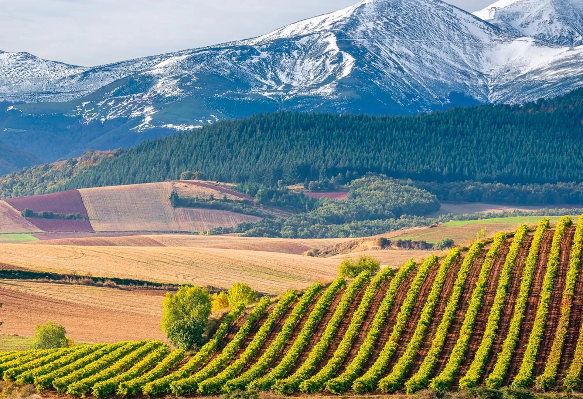 Image Oenotourisme dans la Rioja