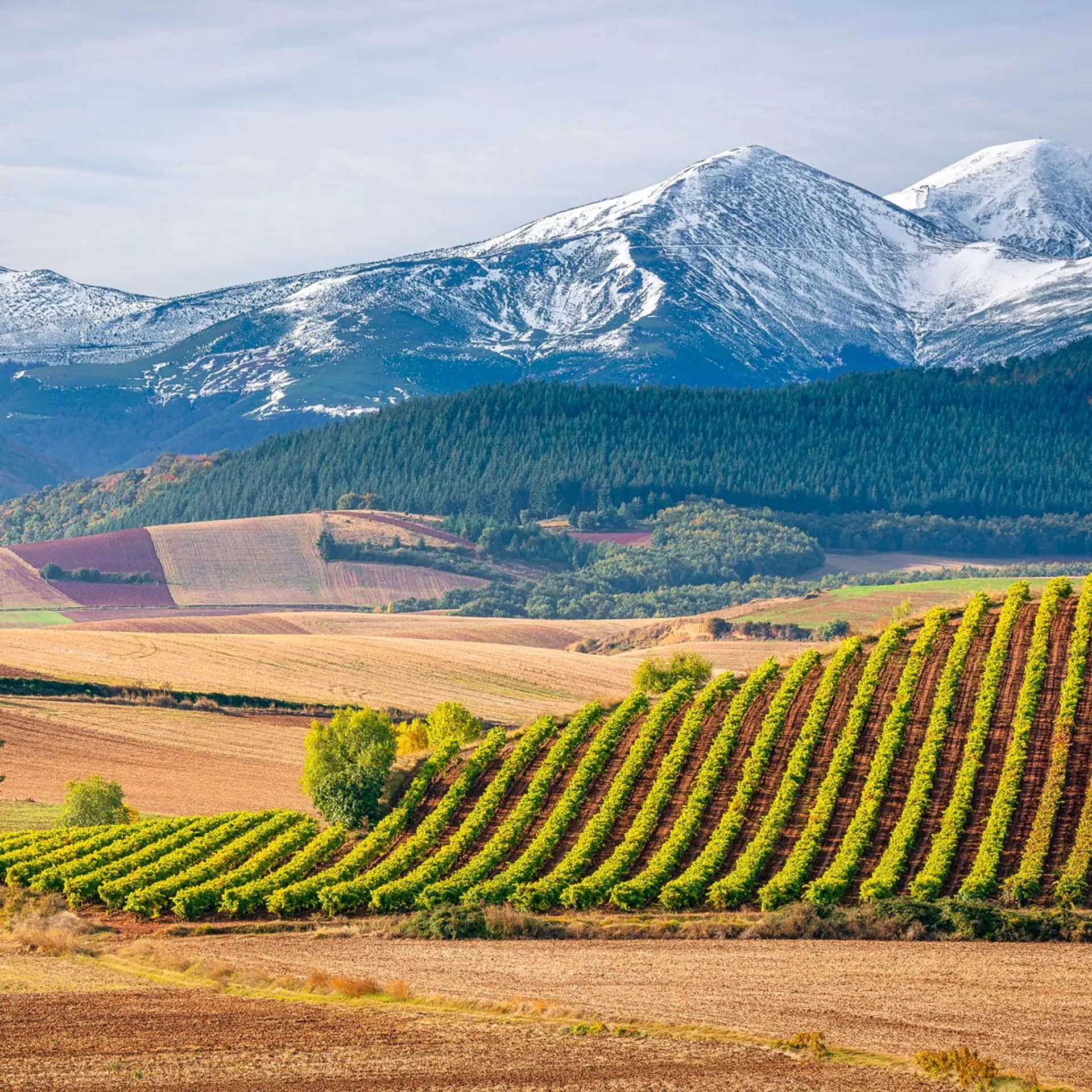 Oenotourisme dans la Rioja
