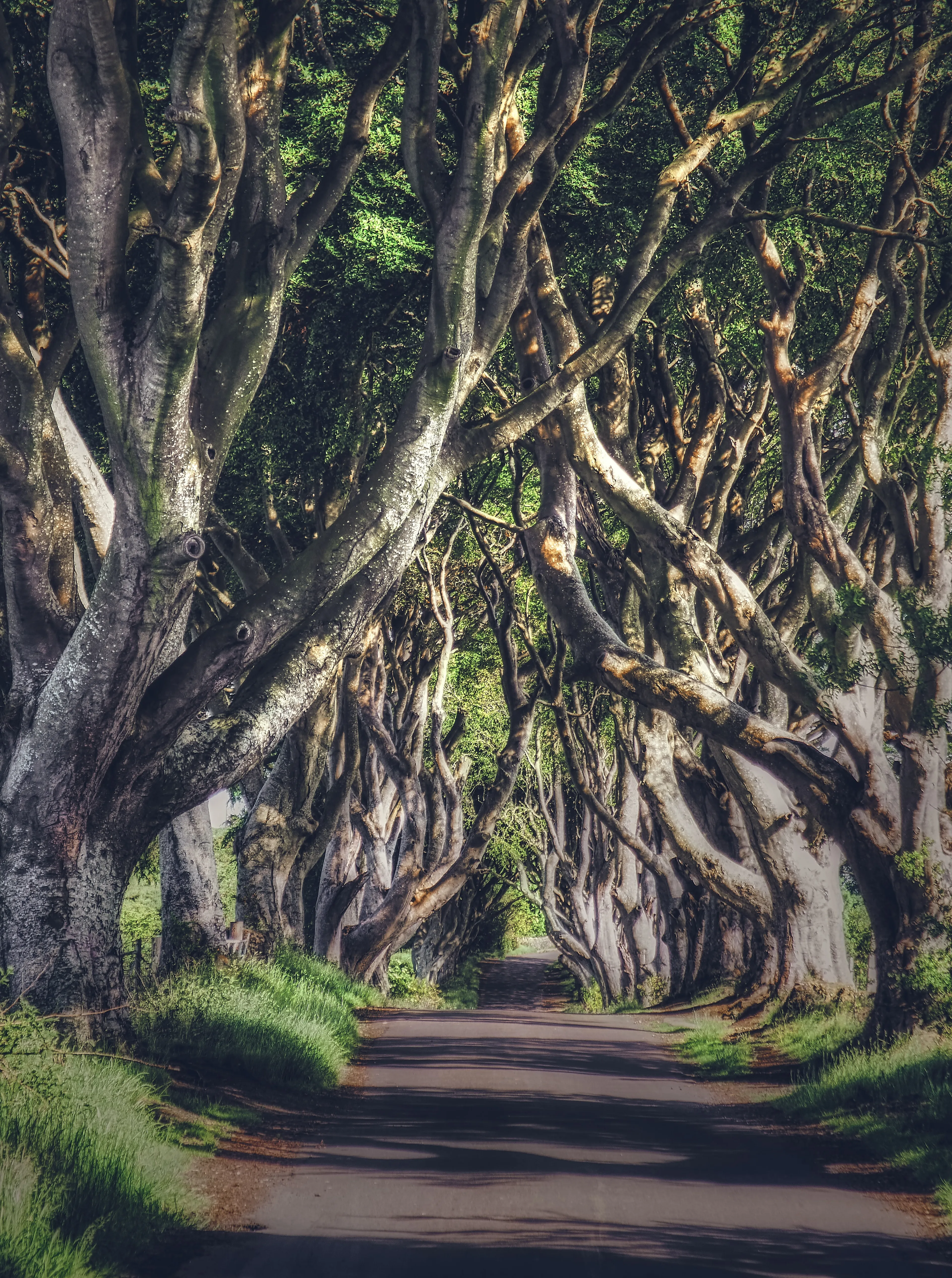 Dark Hedges