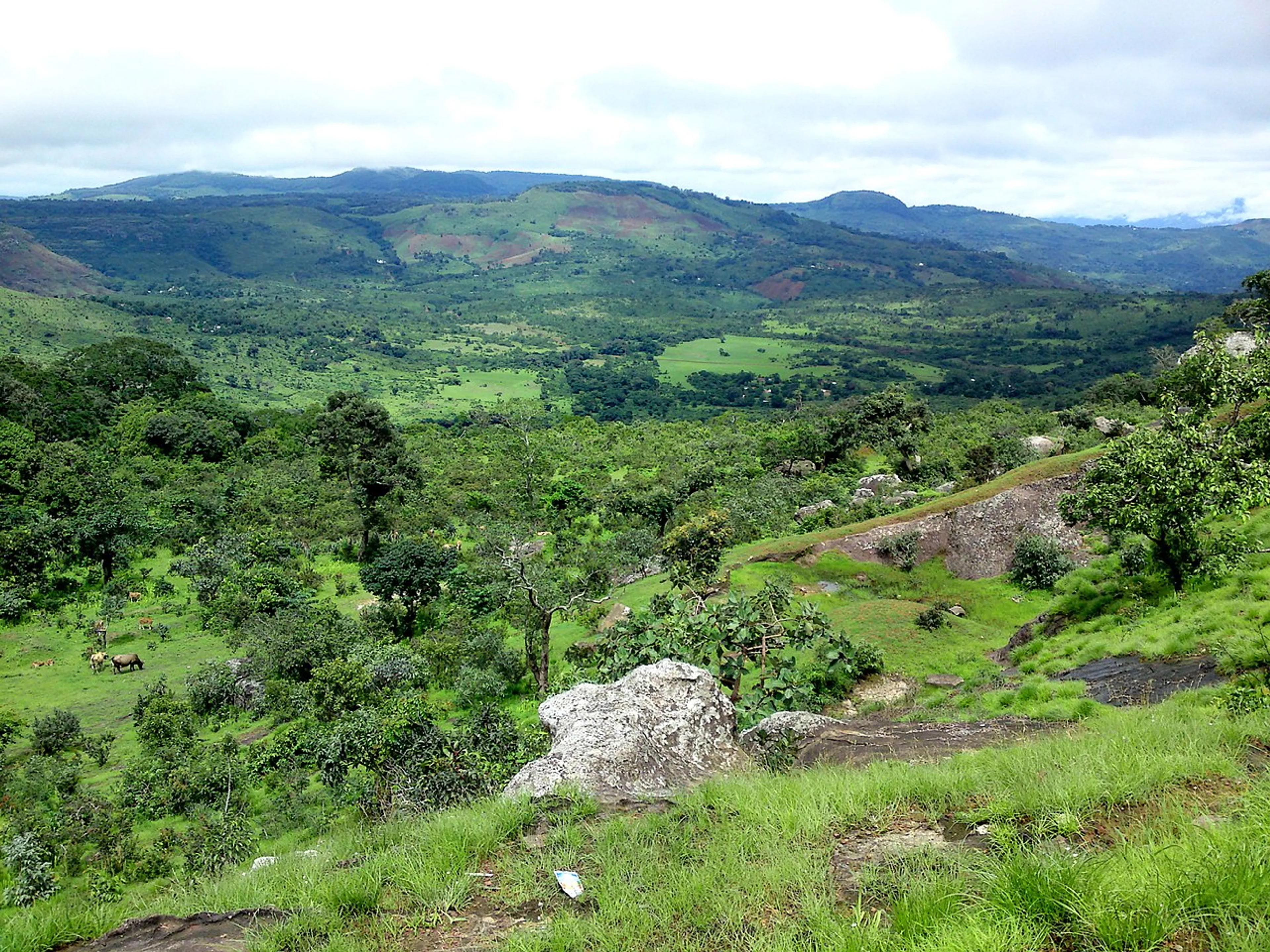 Guinea