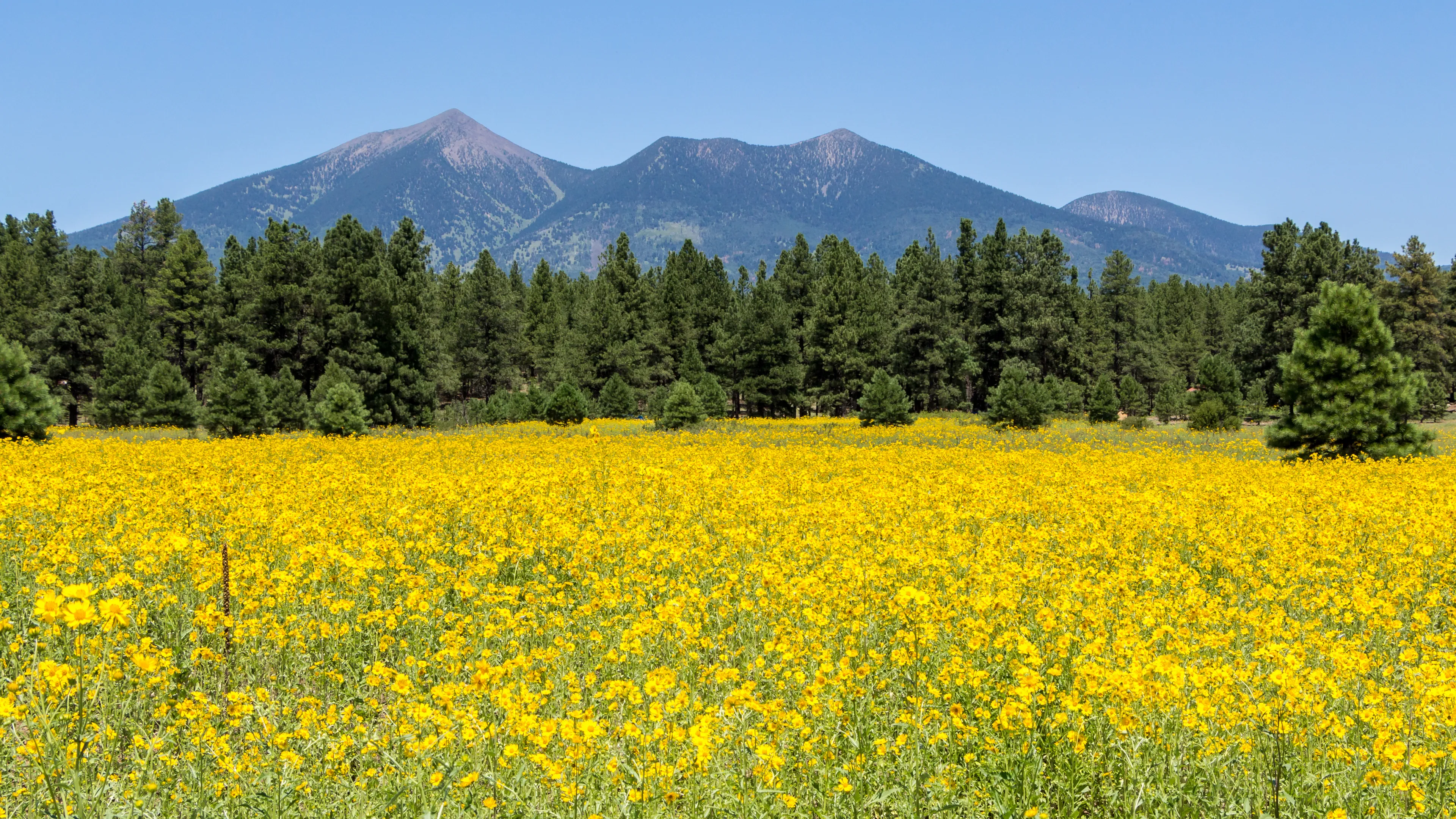 Flagstaff