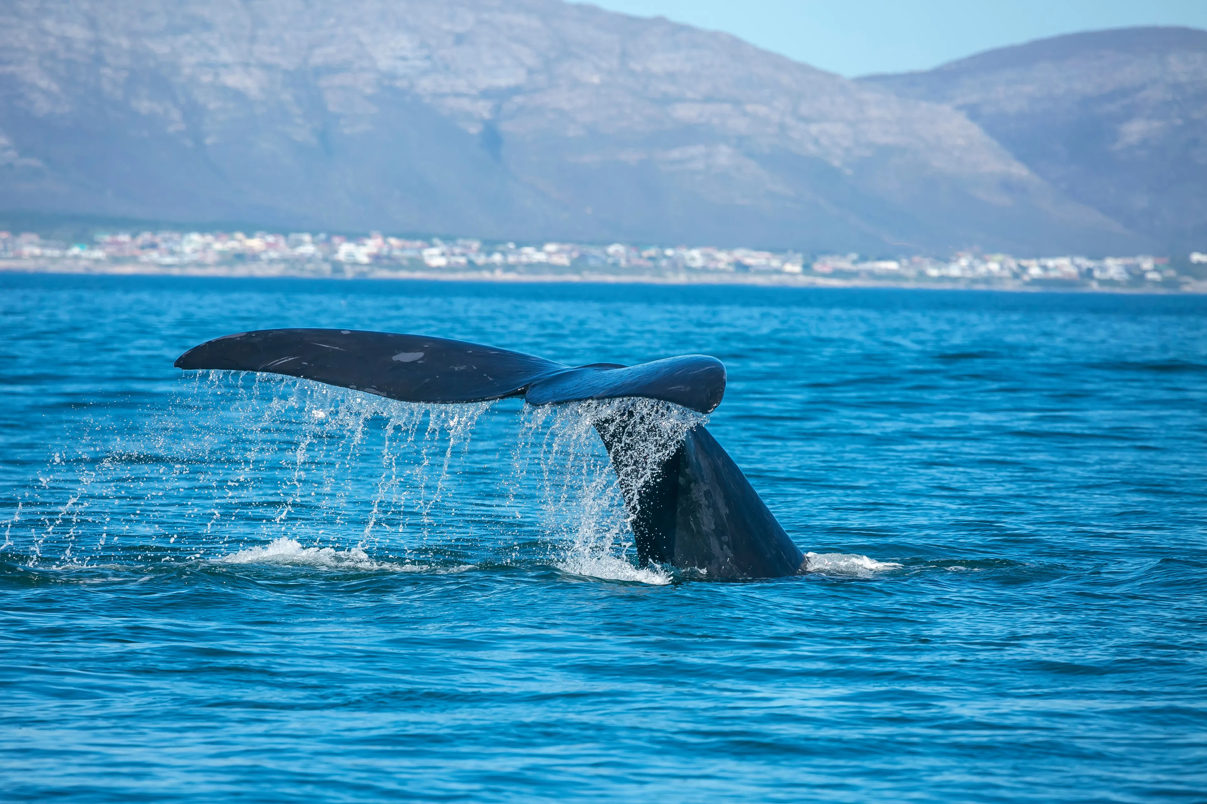 Hermanus