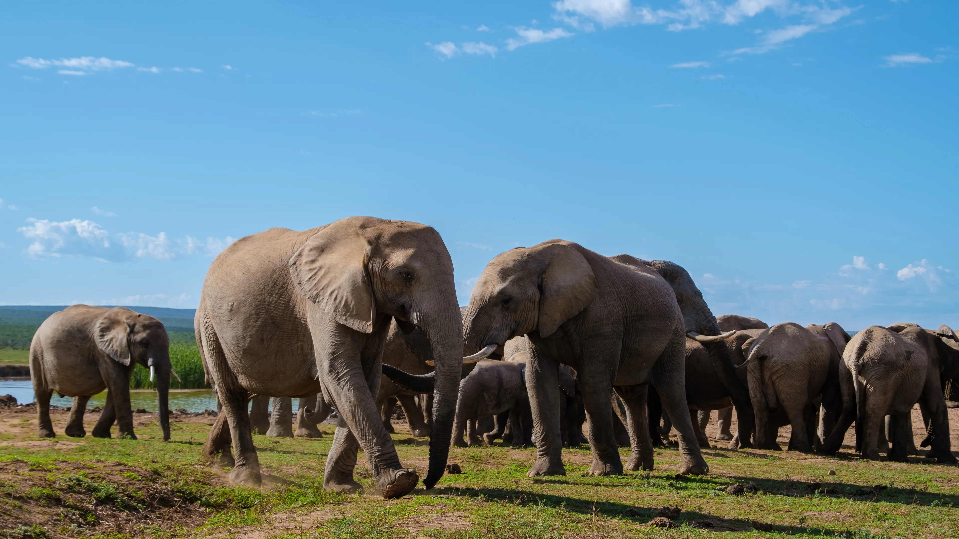 Addo Elephant National Park