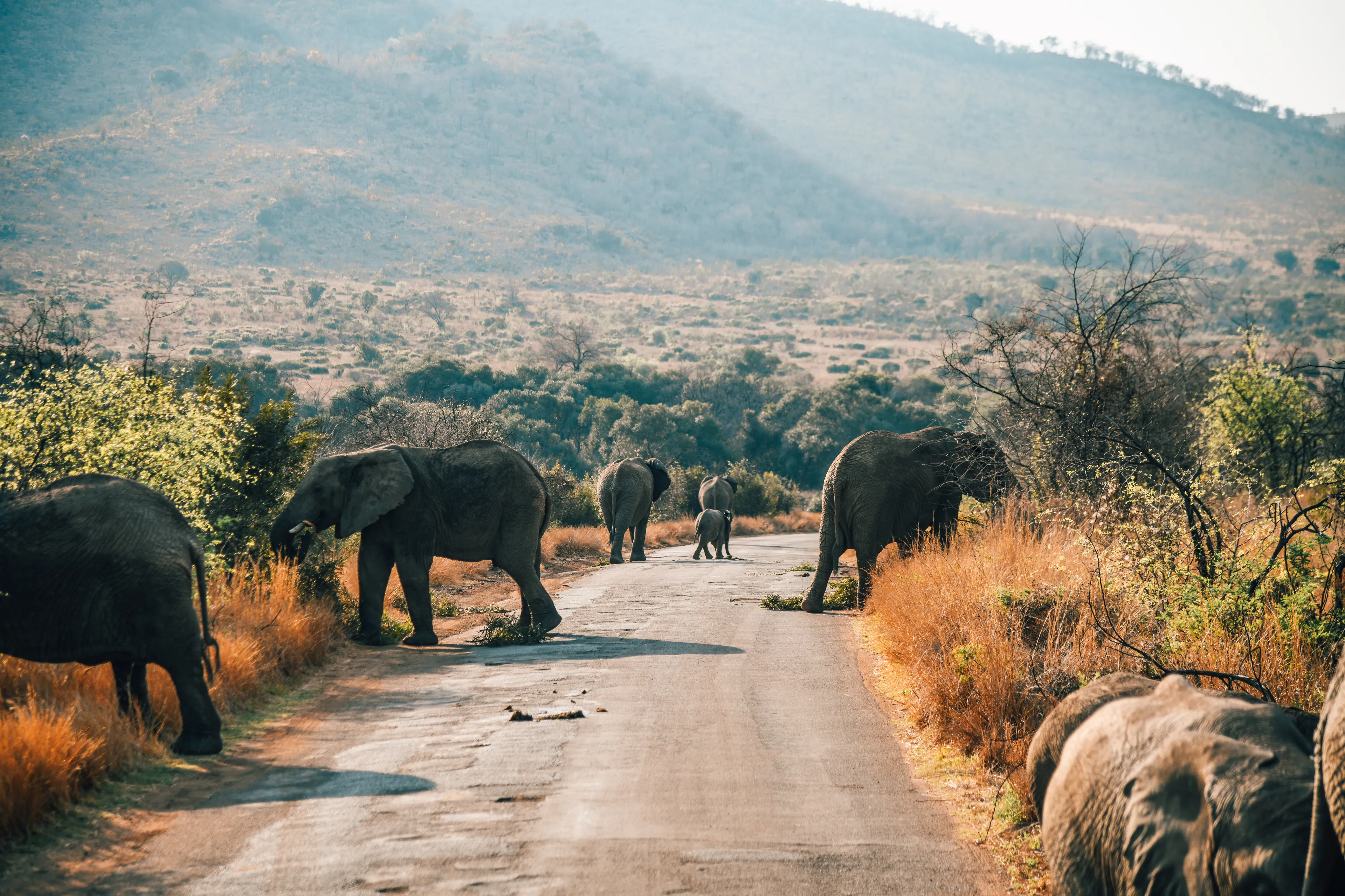 Pilanesberg National Park