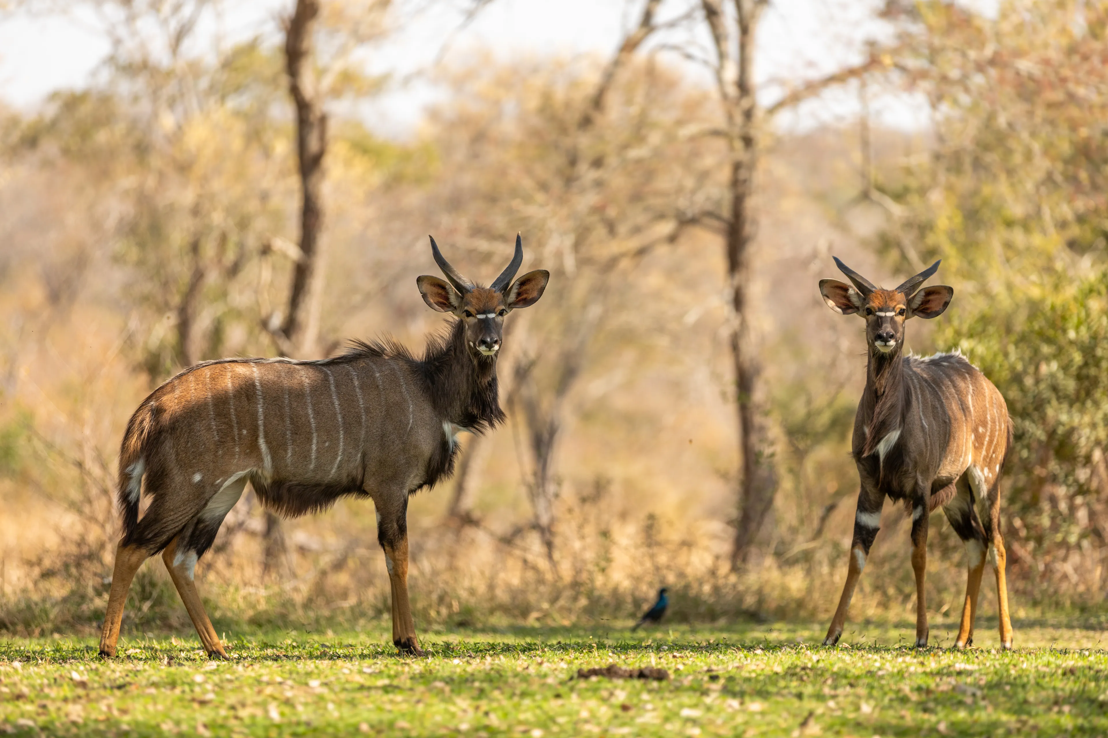 Sabi Sands Game Reserve