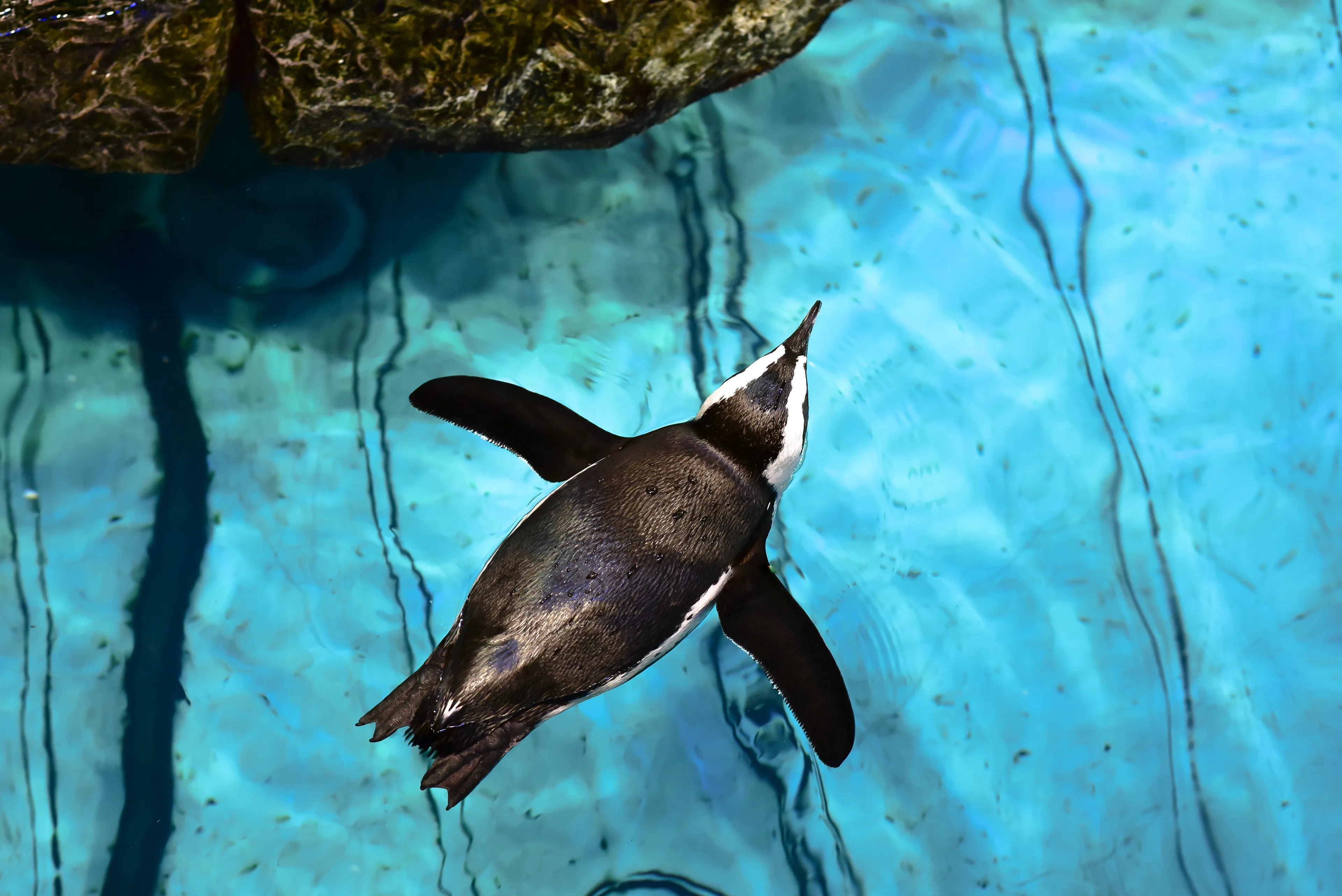 The New England Aquarium