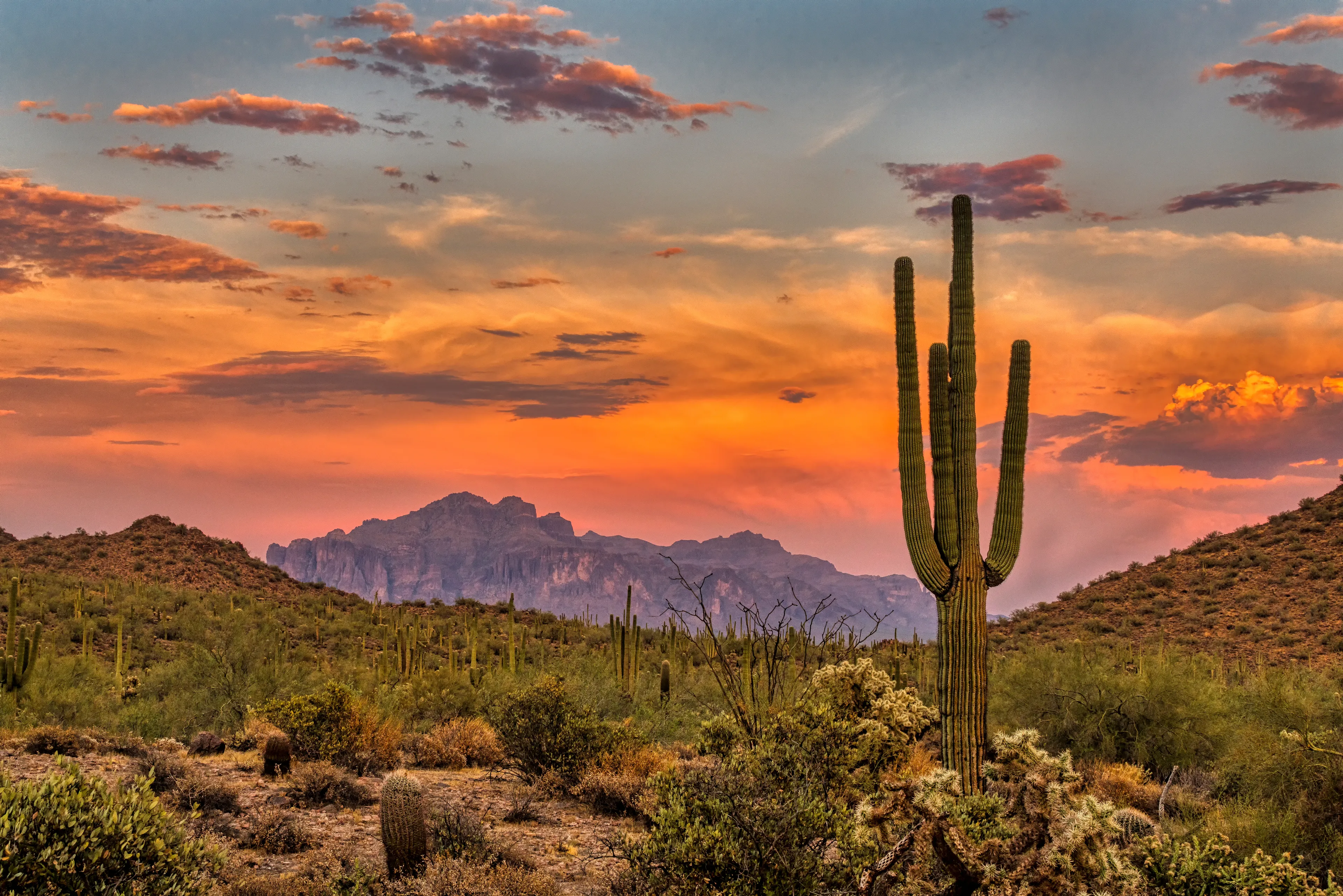 Parc National de Saguaro