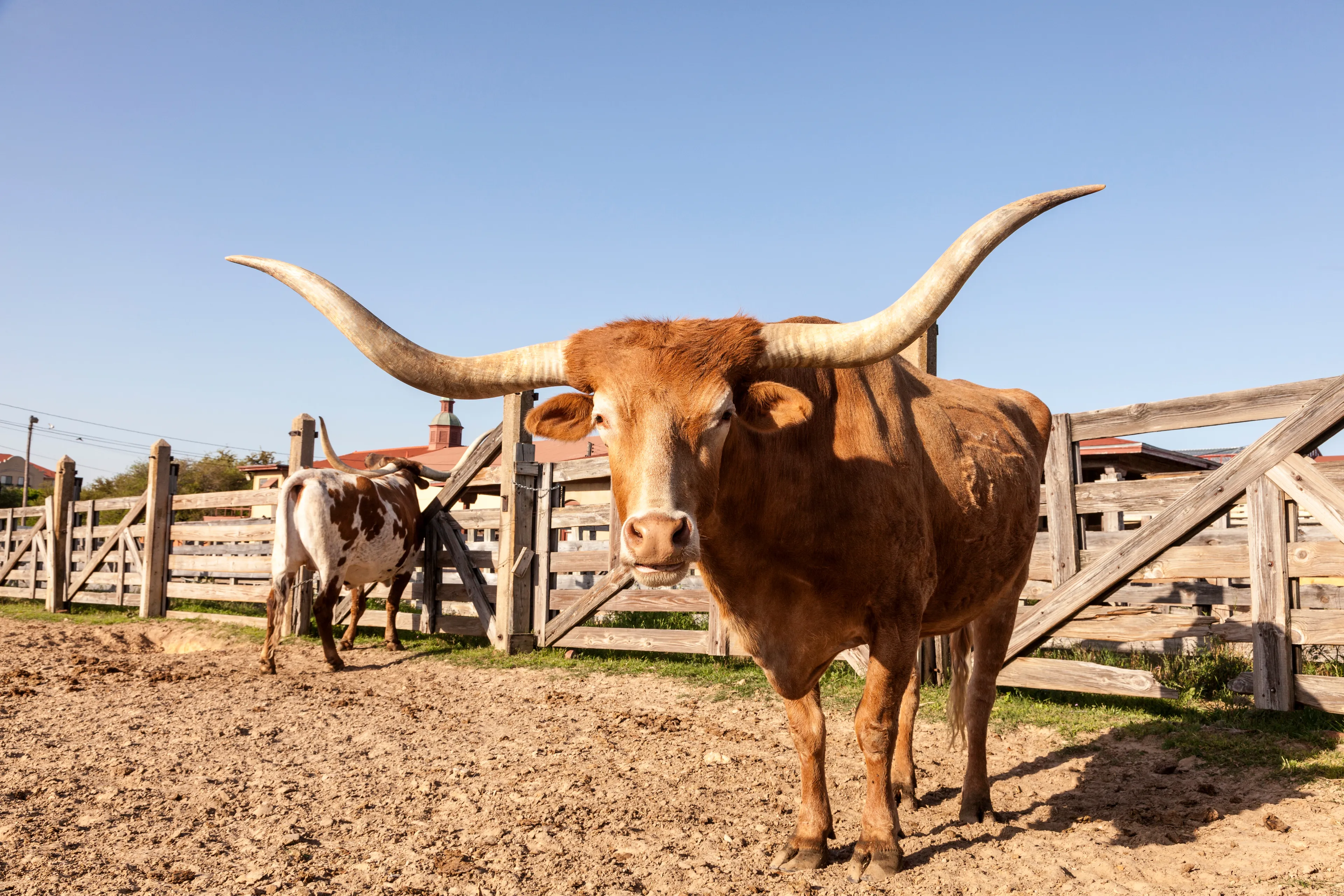 Fort Worth Stockyards