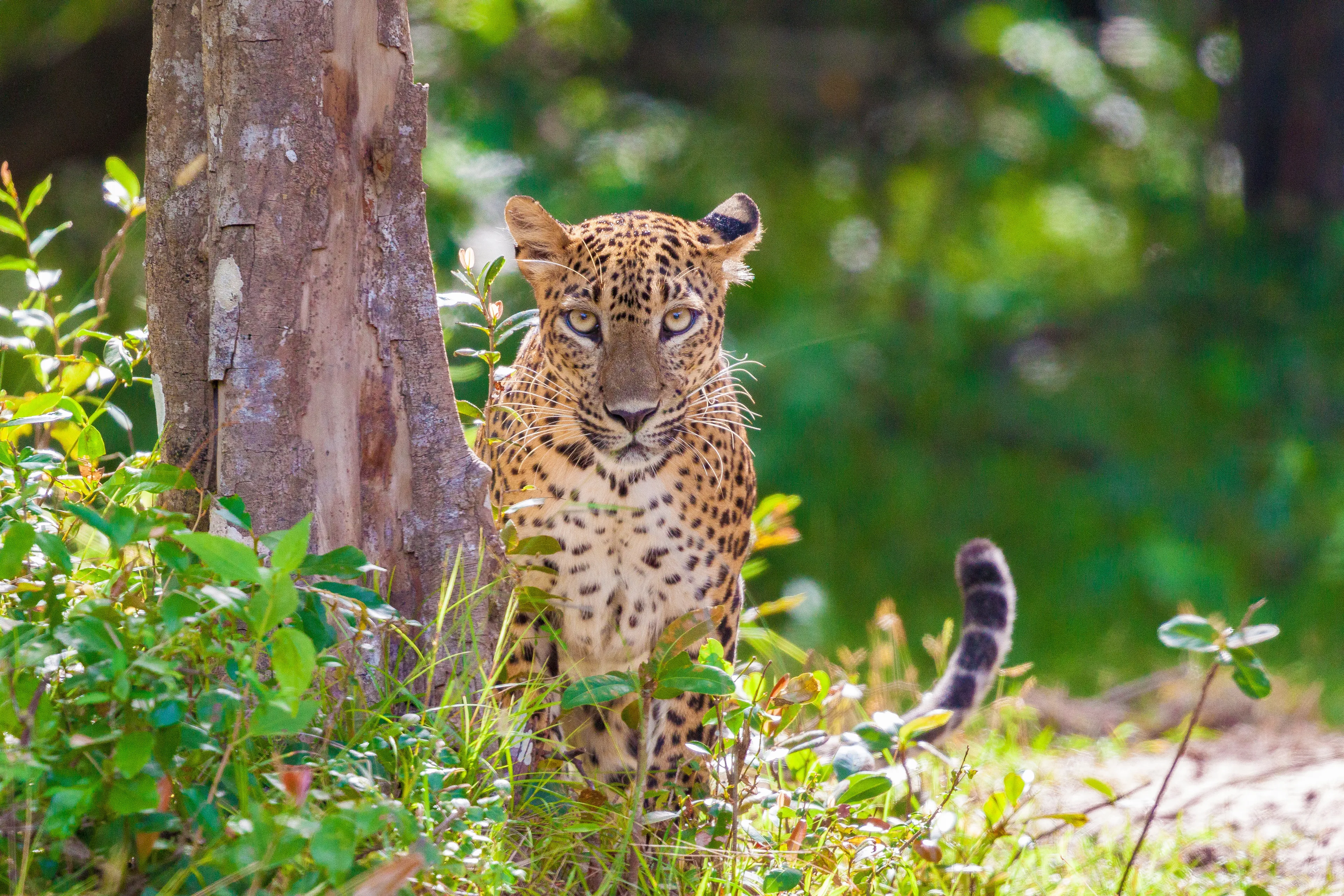 Parc national de Wilpattu