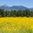 imageFlagstaff