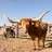 imageFort Worth Stockyards