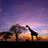 imageEast & Central Africa