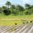 imageGuinea-Bissau