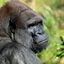 Centrafrique