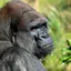 Gabon