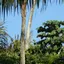 Guyane française