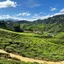 Cameroon