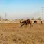 Turkmenistan